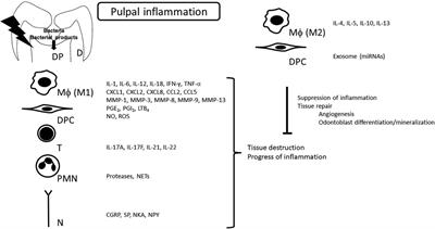 Characteristics of inflammatory mediators in dental pulp inflammation and the potential for their control